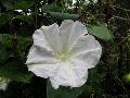 Moonflower / Calonyction aculeatum 